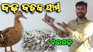 ବଡ଼ ବତ଼କ ଫାର୍ମ ବରଗଡ଼/Bataka farm bargarh, Duck Farming in odisha 2023