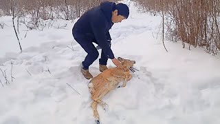 Man Rescues Deer Frozen in Snow, Shocked as He Takes It Home