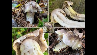 Pilzportrait -  Schwarzfaseriger Ritterling, Schneeritterling, Tricholoma portentosum