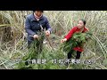 meizi and haiwa went up the mountain to pick up pine needles almost exhausted