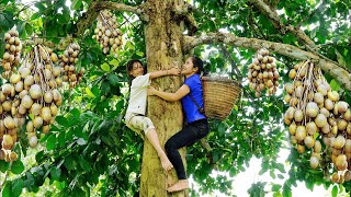 Harvesting toad fruit to sell at the market | The harvesting life of a single mother and daughter