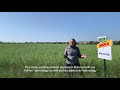 the front row dekalb® dktfll 22 crsc the canola hybrid with benefits galore