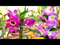 dendrobium orchids haul nobile and phals