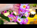 dendrobium orchids haul nobile and phals