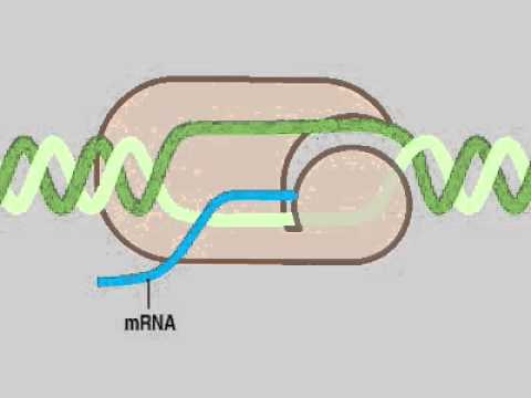 12 03 Biosynthesis2 ssDNA 12 03 Biosynthesis2 ssDNA