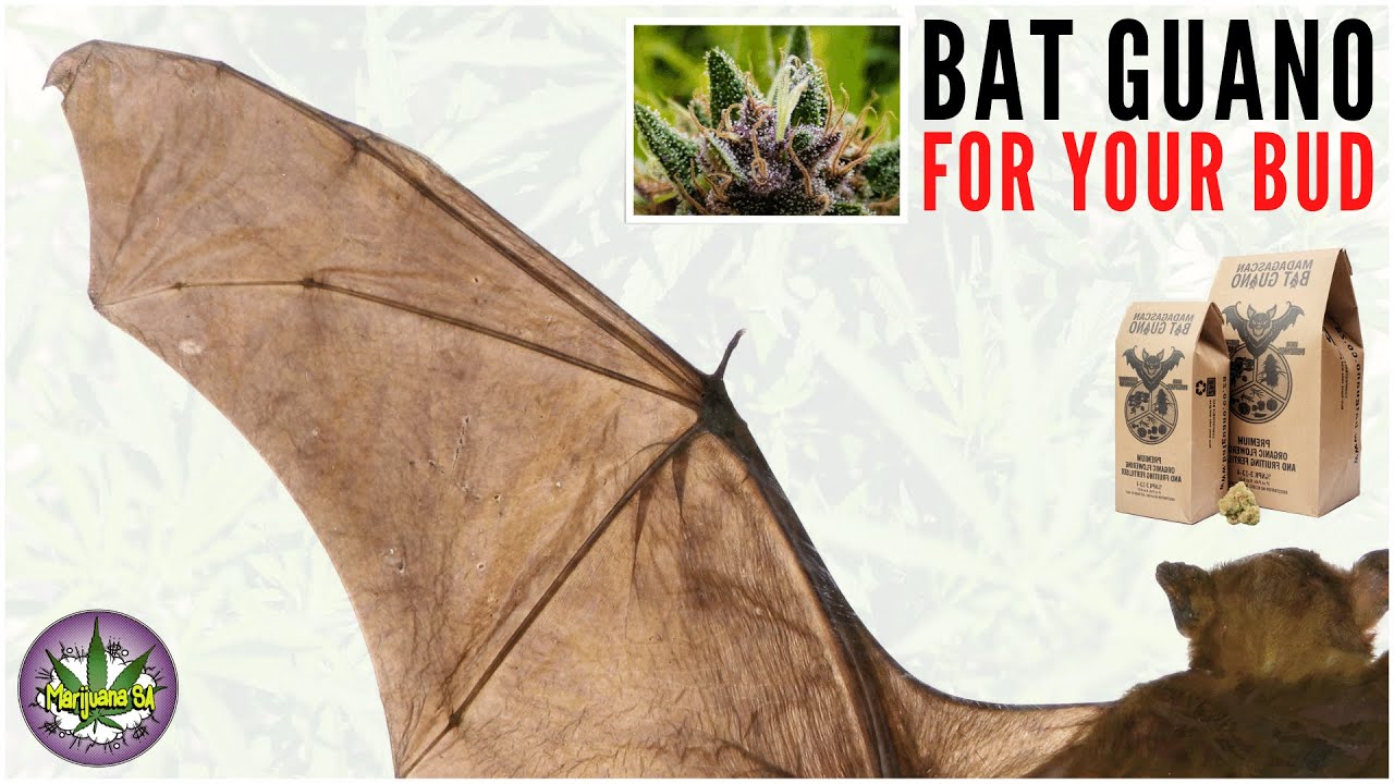 How To Use Bat Guano For Cannabis! - YouTube