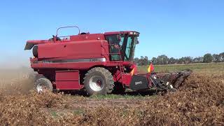 Bejo Carrot Seed Harvest Part 1.