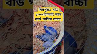 মিরপুর১ মাত্র ১০০০টাকাই লাভ বার্ড পাখির বাচ্চা নানান পাখির সমাহারাহ্ন এবং কবুতরের বিশাল পাখির হাট