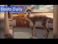 Tiny Alpaca is Queen of Her House | Best Animal Videos | The Dodo Daily