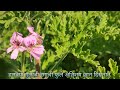 ready to harvest geranium plot our geranium farm update on 19 1 2023 कापणीसाठी तयार जिरेनियम प्लॉट