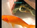 friendship of turtle and goldfish