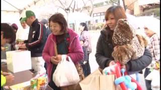 いなべ市商工会 桜まつり