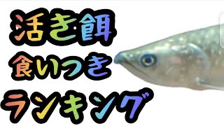 令和最新版！ノーザンバラムンディ活き餌食いつきランキングベスト5！