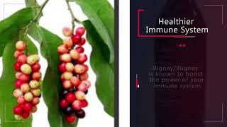 Bugnay or Bignay Wine Health Benefits