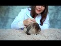 🐰 ultimate guide to rabbit grooming – keep your bunny healthy u0026 happy