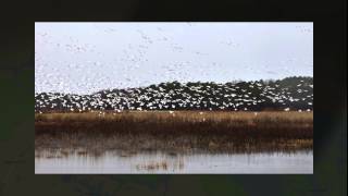 Blackwater National Wildlife Refuge