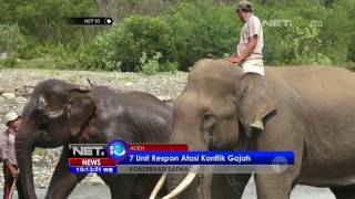 Keberlangsungan Gajah Sumatera Terancam, Warga Aceh akan Berikan Lahan Guna Konservasi - NET10