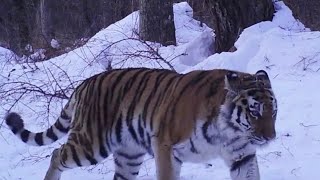 범의 땅. 센서에 찍힌 한국호랑이.  Tiger stamped on sensor / 나는숲이다.  I am a forest.