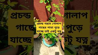 প্রচন্ড গরমে গোলাপ গাছের একটু যত্ন | Rose summer care