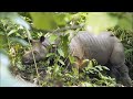 Rare and Endangered Java Rhino Spoted