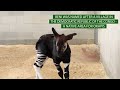 beni the baby okapi born at disney’s animal kingdom lodge walt disney world