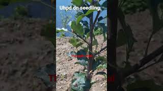 uhdp on seedling