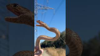 Coachwhip snake today #Snake ￼