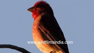 Common Rosefinch looks a lovely rosy hue against deep blue sky at wildfilmsindia  sanctuary