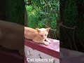 💖..අනේ මගේ කටුසු පැටියෝ..💗✨ catshorts catlovers cute cat catvideos cutecat everyone😘🤭😍✨️