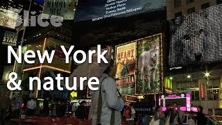 New York vs Wild: A territory to share | SLICE