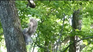 エゾフクロウのひな　「木登りができるようになりました」