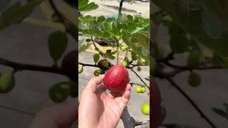 Grow Fig On The Balcony #satisfying #shortsvideo