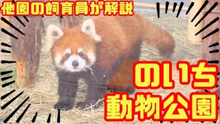 【レッサーパンダ】人気度１位！のいち動物公園を他園の飼育員が勝手にレビュー【温帯の動物】