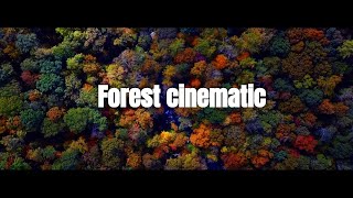 Forest cinematic video | Nature Relaxing video