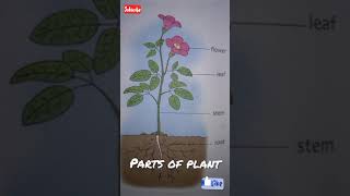 Parts of plant and their functions EVS(class -2)Canopy book term 2
