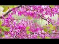 Relaxing Piano Music 🍀 Study Piano Music 🍀 Sleep Music 🍀 Music For Studying