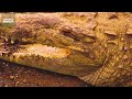 savannah s fight for life 4k uhd nature animal documentary