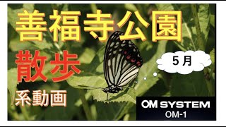 善福寺公園散歩系動画・５月