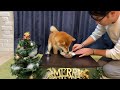 クリスマスなので柴犬にフルコース作って本格的にもてなしてみた