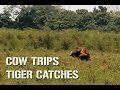 Jumping tiger catching cow!!!