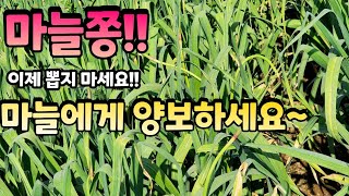 [마늘명가TV]2023.05.01 마늘명가!! 마늘쫑 뽑지않는이유가 있다!!!