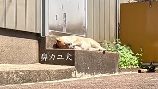 トトノイ柴 ～天日干しサ道のススメ～