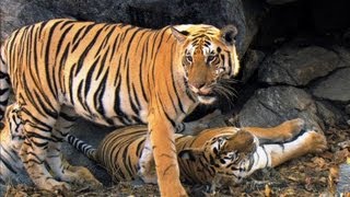 Tiger Cubs' Last Moments as a Family | David Attenborough | Tiger | Spy in the J