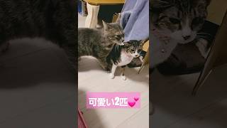 仲良し夫婦💕#サラ #フラン #ポロン #マロン #ミラン #リラ #保護猫 #ネコ #ねこ動画 #保護猫カフェ #やりたい事 #ねこ #猫動画  #家族 #ゆーちゅーぶ #ちゃんねる登録 #高評価