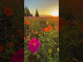 あけぼの山農業公園のコスモスと風車と日の出 cosmos flowers and sunrise in akebonoyama agricultural park shorts