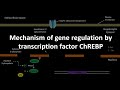 Mechanism of gene regulation by transcription factor ChREBP