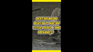 MACAN KULITNYA  TUTUL MEMBUNUH BUAYA