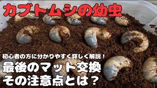 カブトムシの幼虫 ラストスパート！羽化に向けて最後のマット交換！