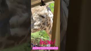 에버랜드 로스트밸리 기린 혓바닥 보러 가자 😎🦒 아따 크다 How long is a giraffe's tongue?