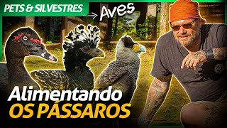 VOCÊ CONHECE AS AVES DO PANTANAL? | RICHARD RASMUSSEN